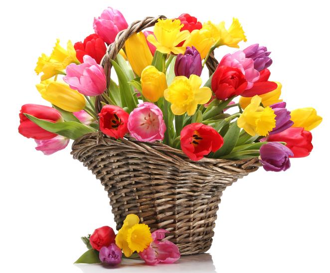 cesto di tulipani multicolore